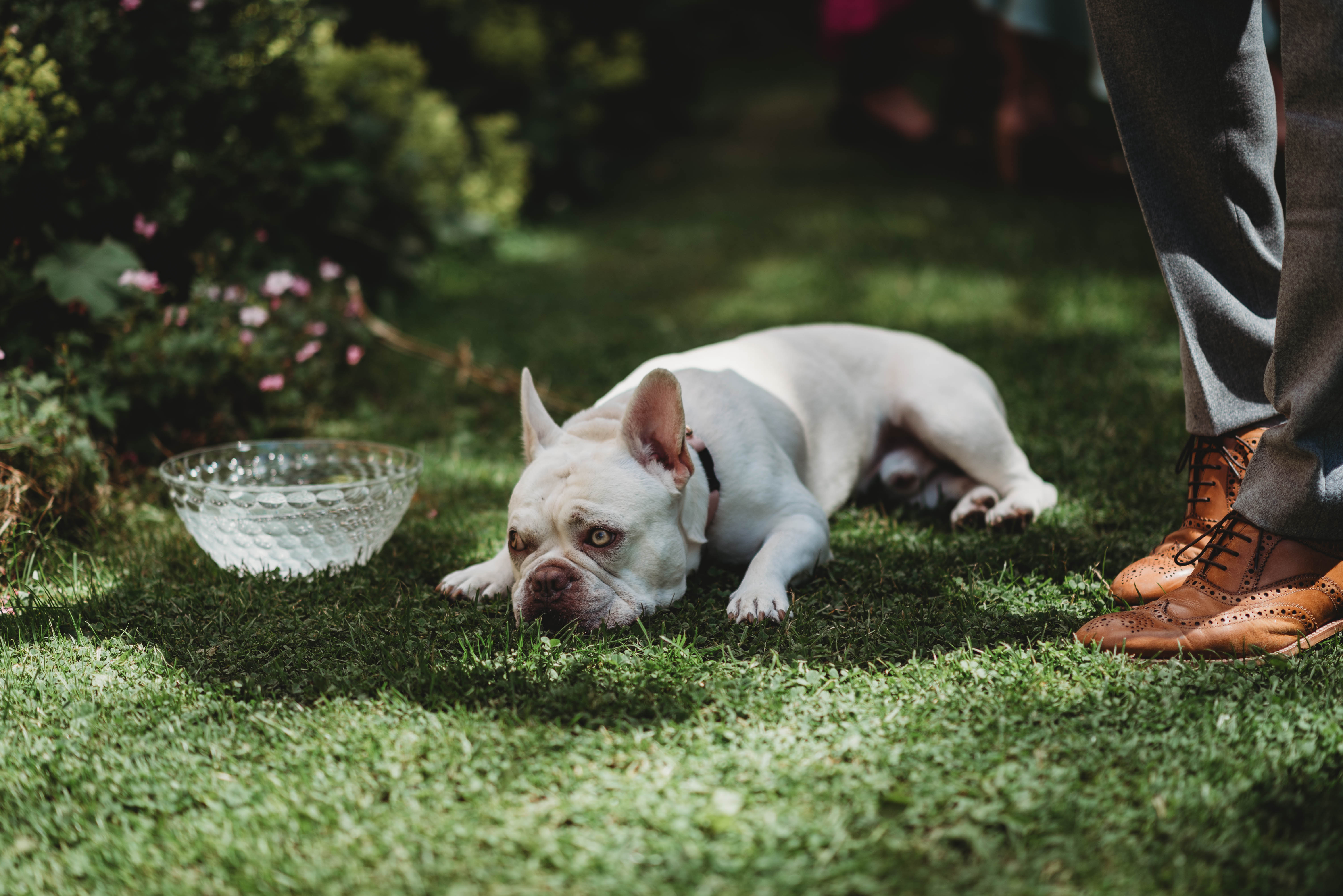 Dog Friendly — Knockerdown Wedding Village, Ashbourne, derbyshire