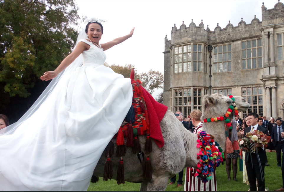 Joseph's Amazing Camels Ltd — wedding other in Idlicote