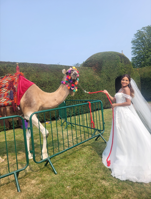 Joseph's Amazing Camels Ltd — wedding other in Idlicote (photo 6 of 6)
