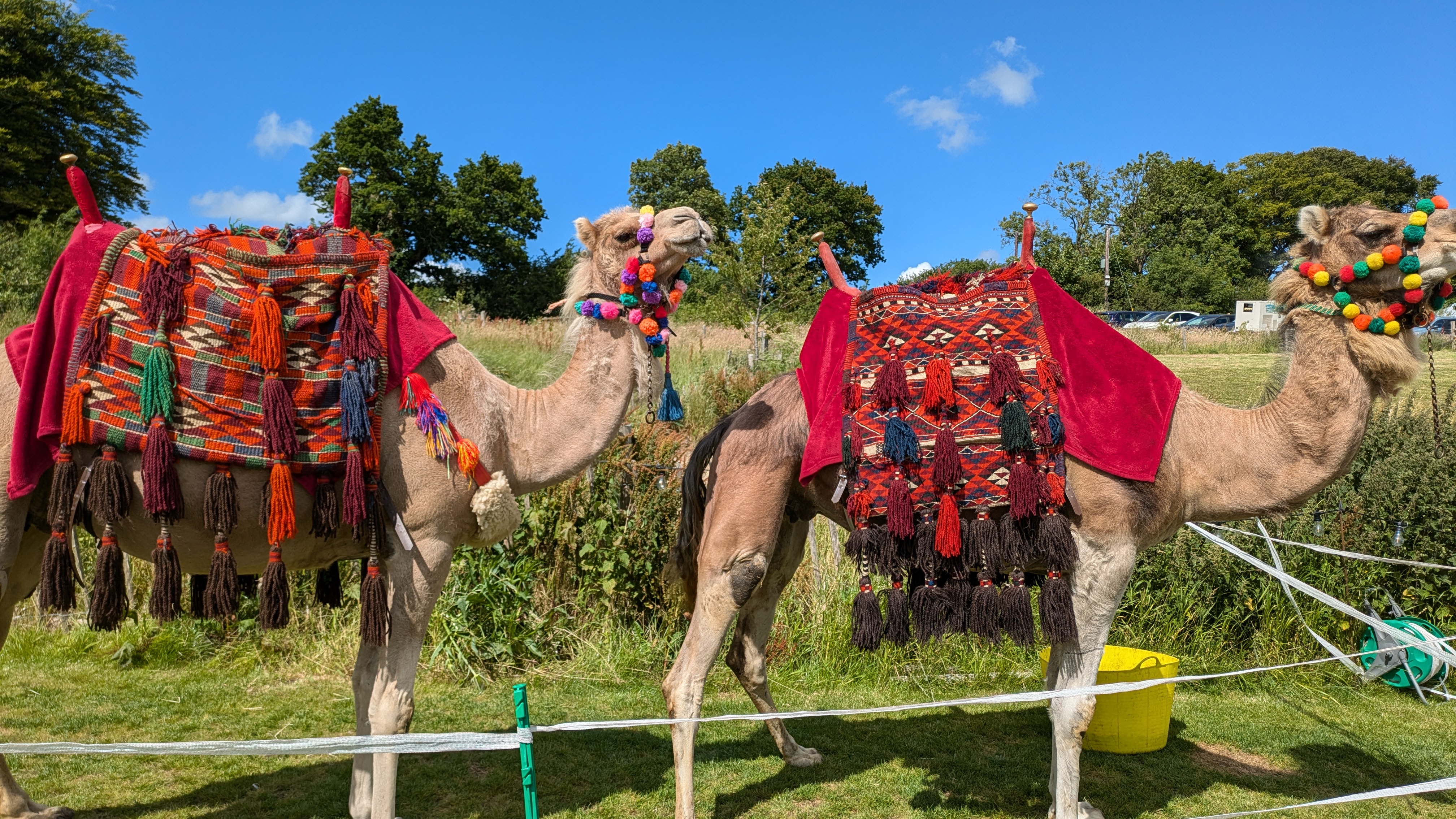Joseph's Amazing Camels Ltd — wedding other in Idlicote (photo 4 of 6)
